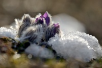 Koniklec velkokvety - Pulsatilla grandis 7262